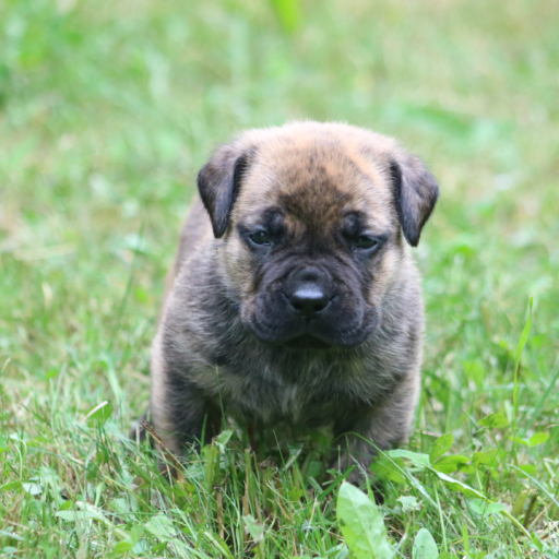 Stitch (Blue Collar)  3