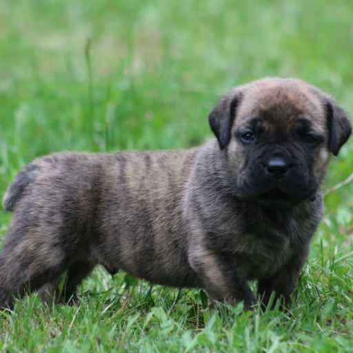 Stitch (Blue Collar) 
