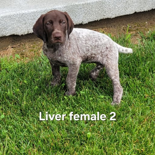 Liver female 2 7
