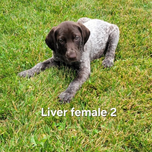 Liver female 2 6