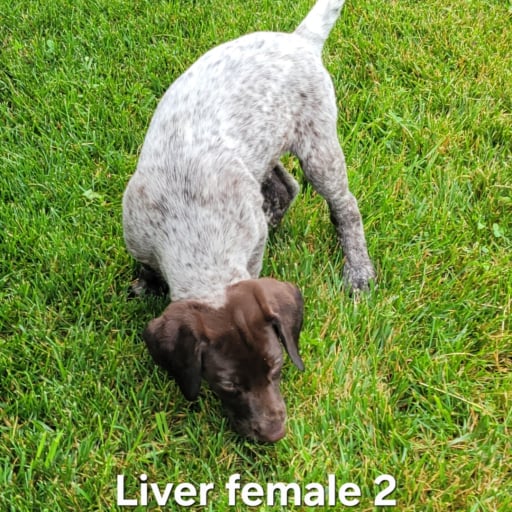 Liver female 2 8
