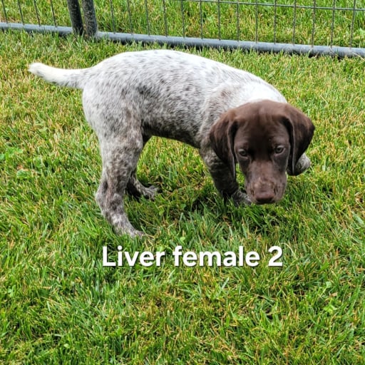 Liver female 2 9