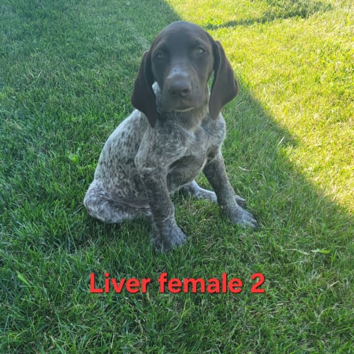 Liver female 2