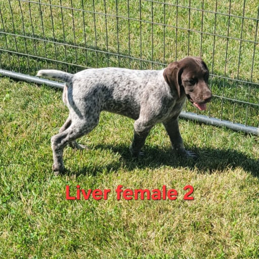 Liver female 2 3
