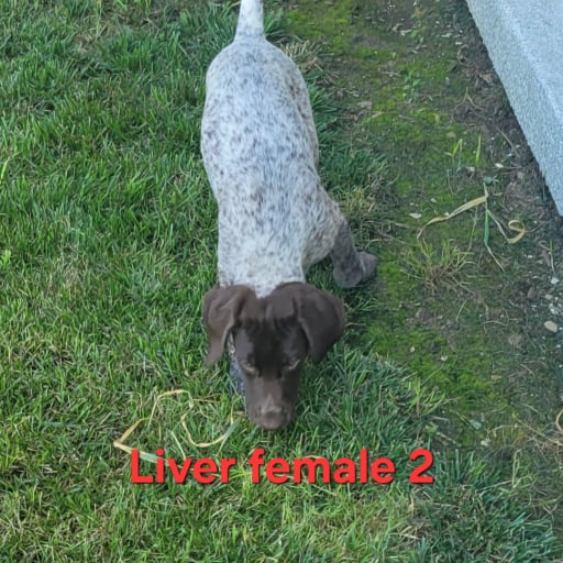 Liver female 2 4