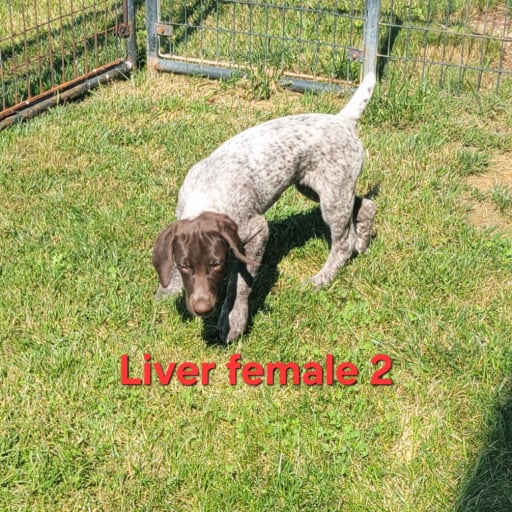 Liver female 2 5