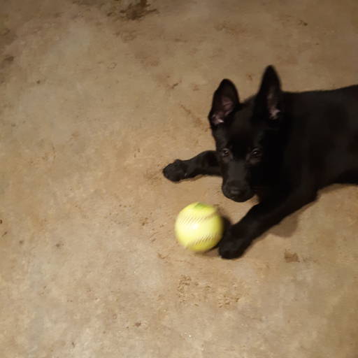Little Girl German Shepherd Puppy for Sale in New Hampshire PuppyHero