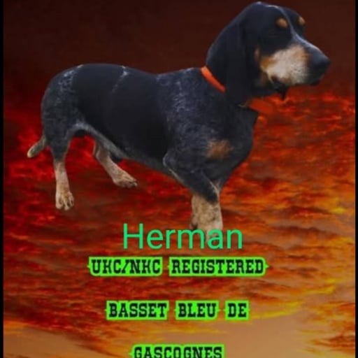 Herman