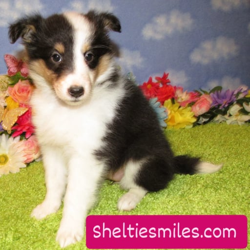 Sheltie Girl #3 Tri colored  3