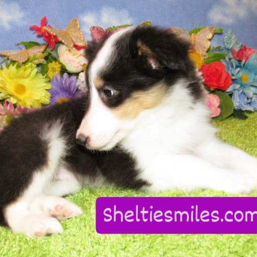 Sheltie Girl #3 Tri colored  2