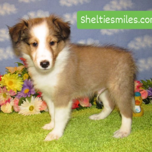 Sheltie Boy # 1 Sable