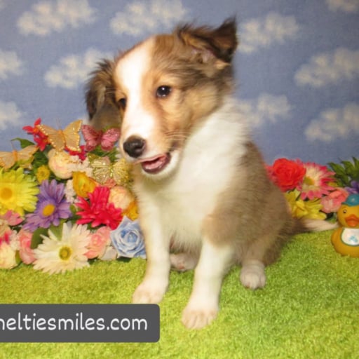 Sheltie Boy # 1 Sable 3