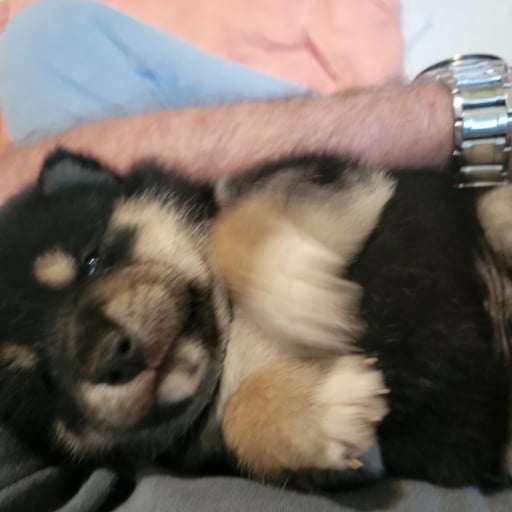 Solo 