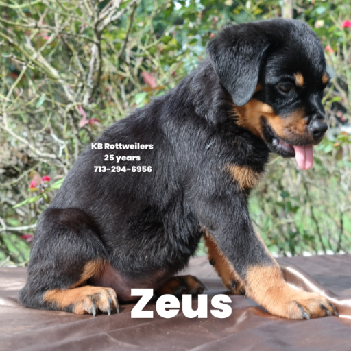 Zeus  2