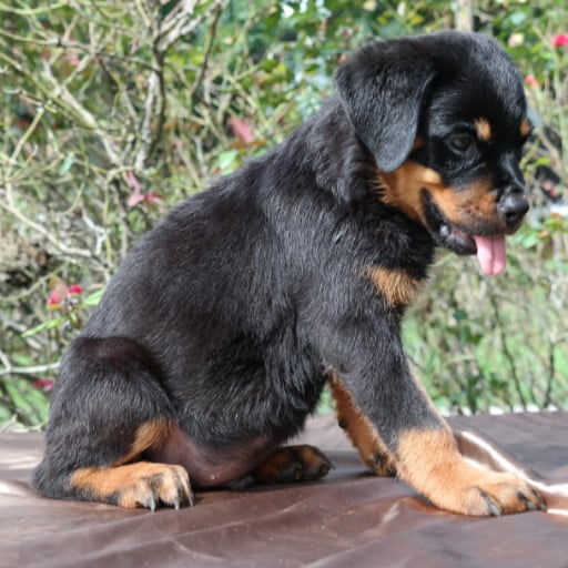 Zeus 