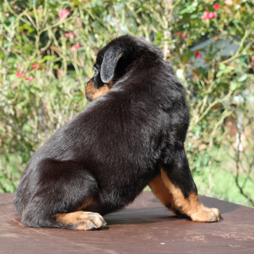 Zeus  4