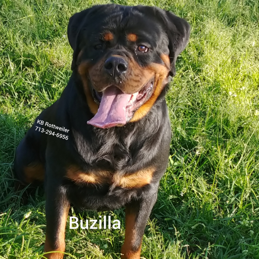 Zeus  6