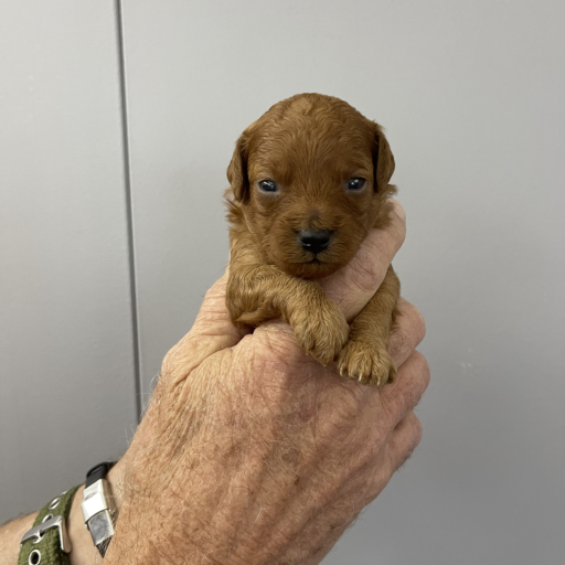 AKC Toy Poodle (female) 2