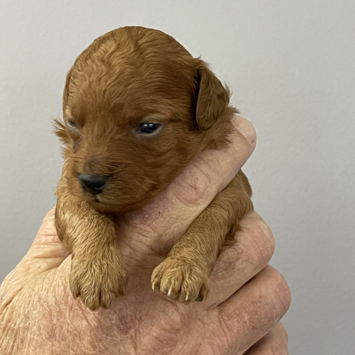 AKC Toy Poodle (female) 3