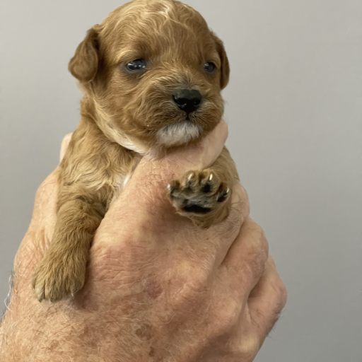 AKC Toy Poodle (male) 2