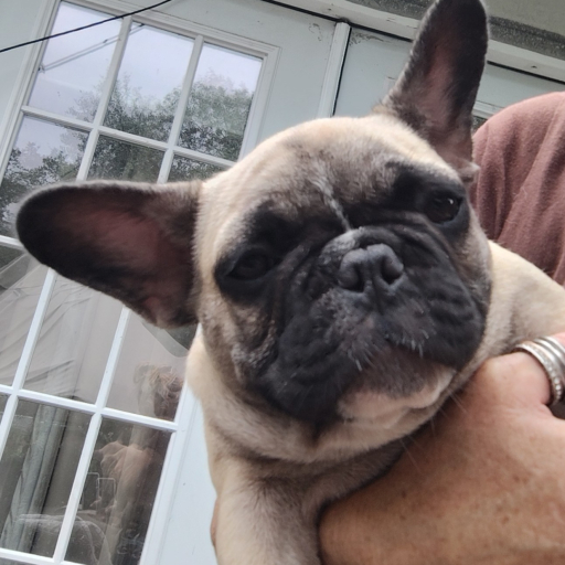 Farmingdale Frenchies 2