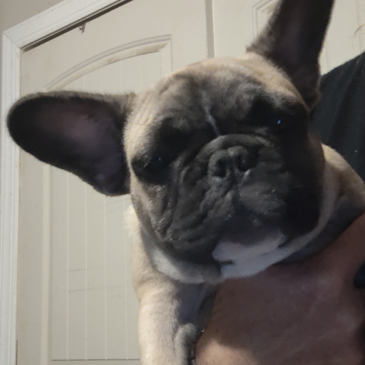 Farmingdale Frenchies 3