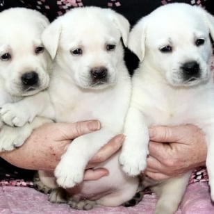 Male Puppy Available