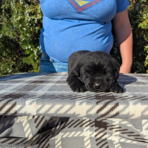 Molly Bear  2