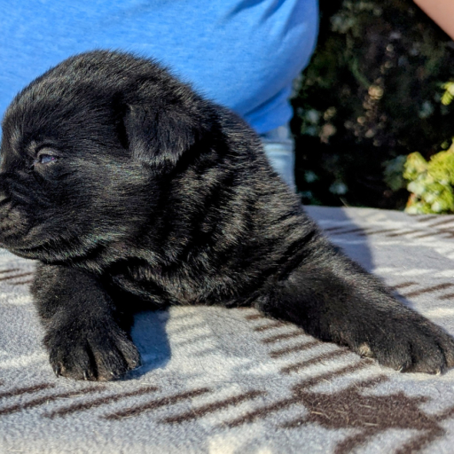 Molly Bear  9