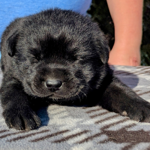 Molly Bear  7