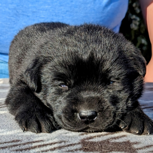 Molly Bear  6