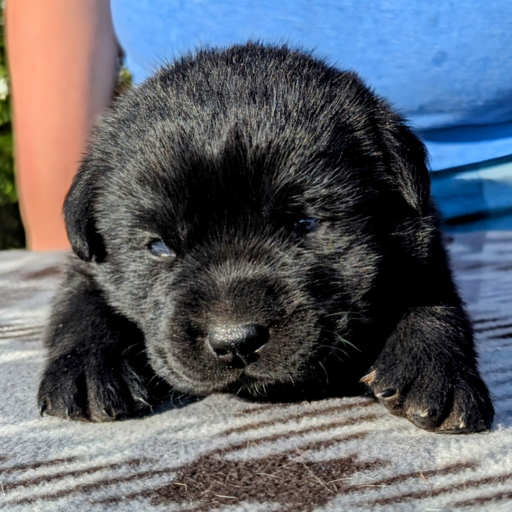 Molly Bear  5