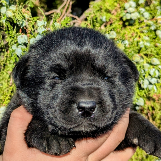 Molly Bear  3