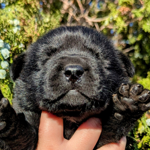 Molly Bear  4
