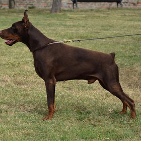 Brown Collar  3