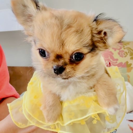 Princess 