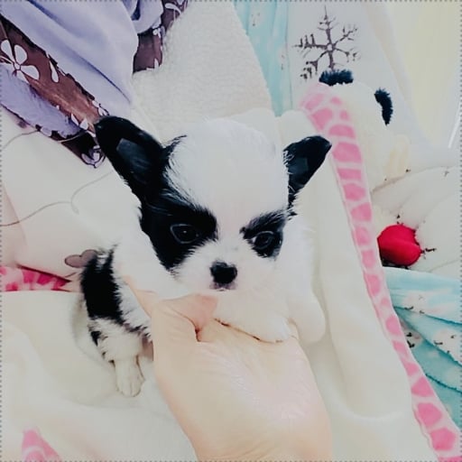 Mini Panda(tiny)