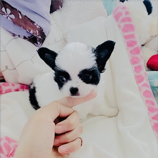 Mini Panda(tiny) 2