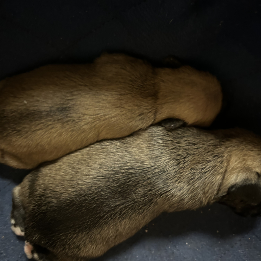 Dark Brown Female 2
