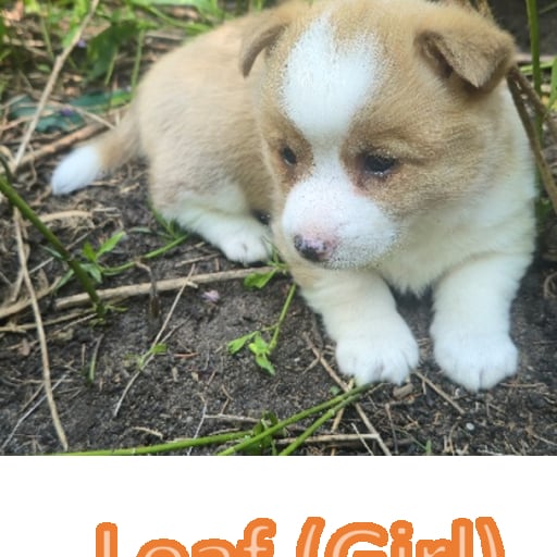 Corgi Puppies for Sale! 