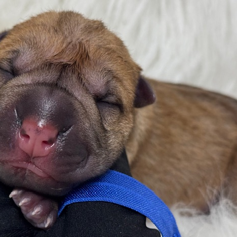 FOGGY X BOB LITTER 4
