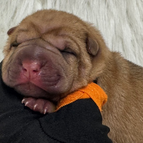 FOGGY X BOB LITTER 5