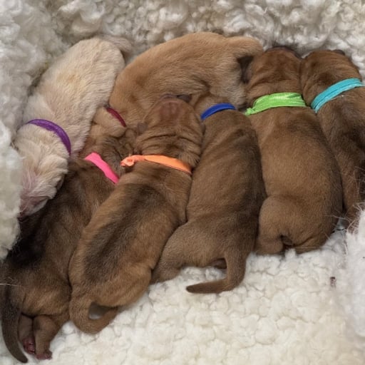 FOGGY X BOB LITTER