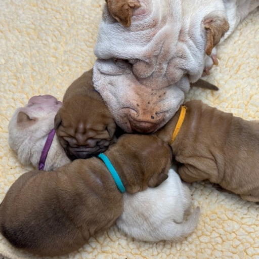 FOGGY X BOB LITTER 7