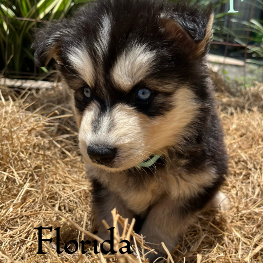 Lobas light blue female  2