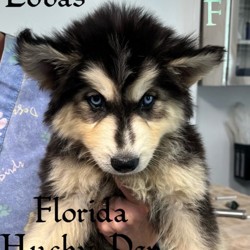 Lobas light blue female 