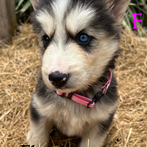 Lobas pink collar  2
