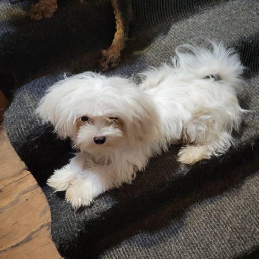 Georgie Girl 2