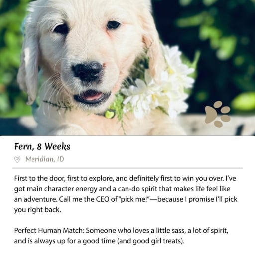 Fern