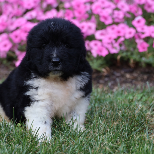 Pearl 2